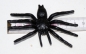 Preview: 5 spiders, party, decoration, Halloween, scary party