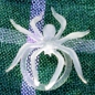 Preview: Decoration spiders white / colourless, 3,5 cm, pack of 10
