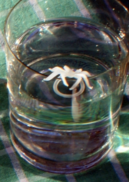Decoration spiders white / colourless, 3,5 cm, pack of 10